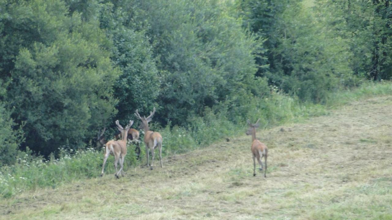 Gutkowa Koliba Villa Jasliska Esterno foto